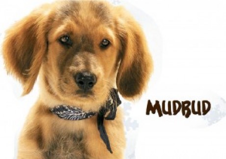 Mudbud