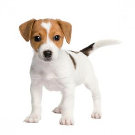 jack-russell-training