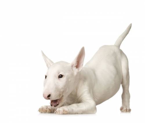 Bullterieri 