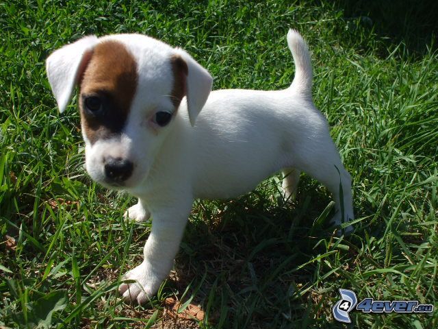 [obrazky_4ever_sk]%20jack%20russel%20terier,%20steniatko%20143646