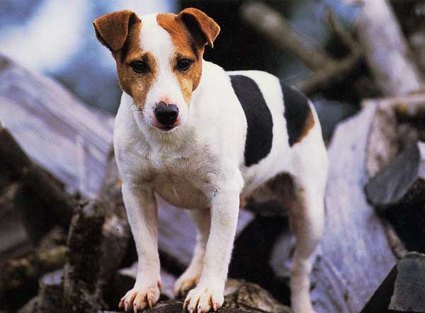 jack_russel_terrier