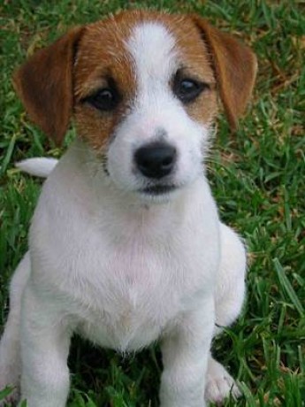 jack-russel-terie